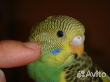 Волнистые попугаи домашнего разведения
