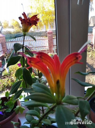 Эсхинантус