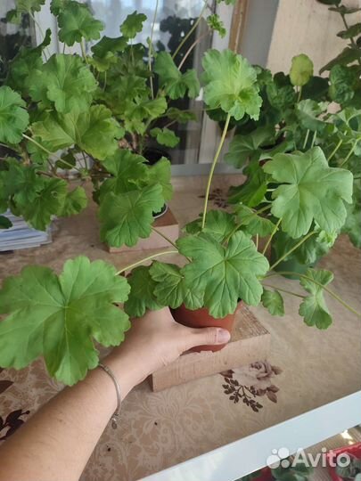 Пеларгония леона галактика