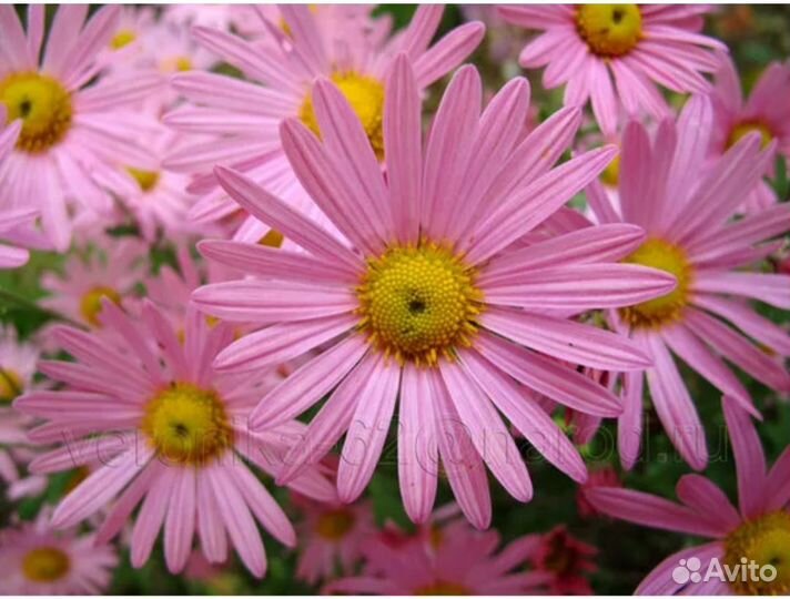 Хризантема