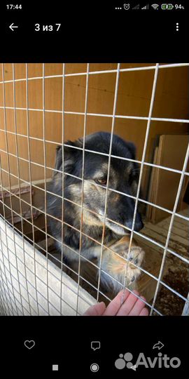 Собака в дар