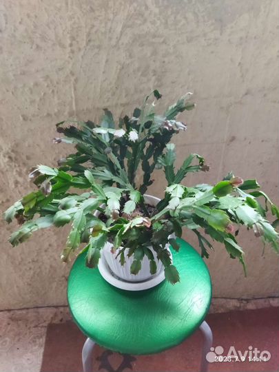 Декабрист Шлюмбергера