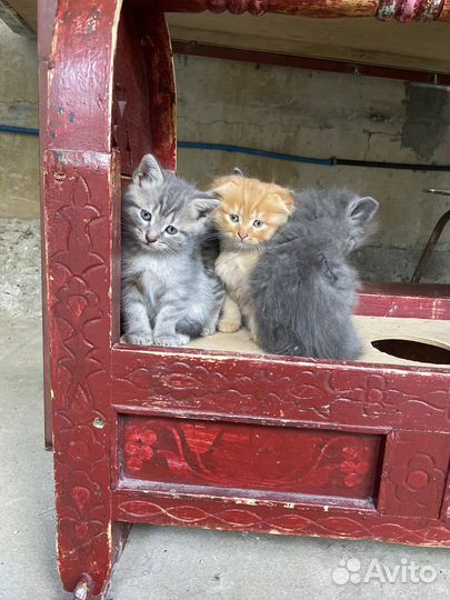 Котята в добрые руки бесплатно