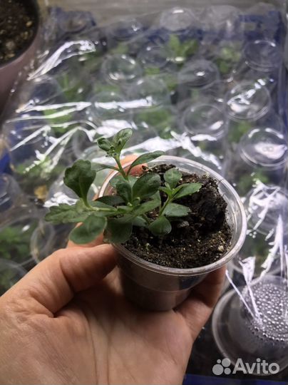 Хризантемы мультифлора