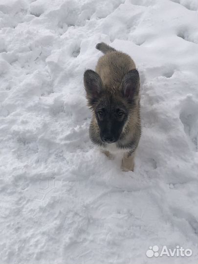 Щенок, девочка