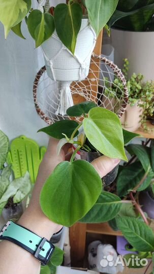 Сциндапсусы, монстера манки, филодендрон