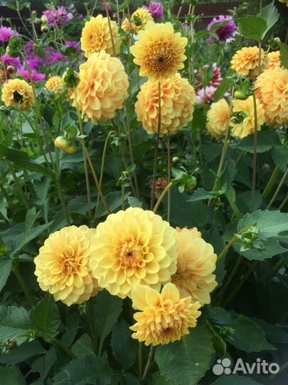 Георгины клубни