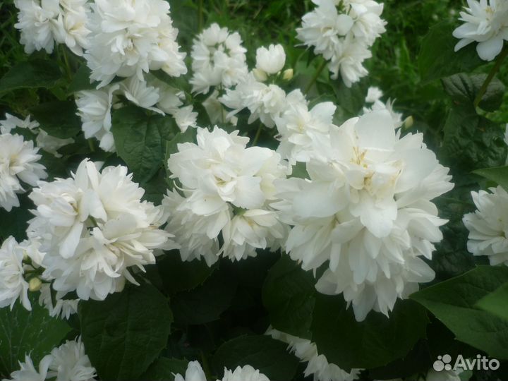 Саженцы лимонника, гортензий, клематисов