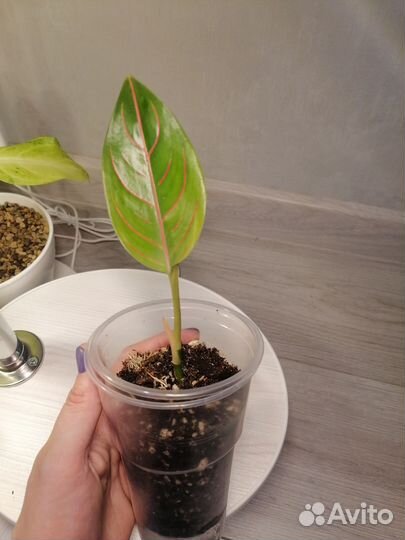 Аглаонема ротундум/Aglaonema rotundum