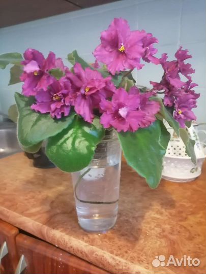 Сортовые фиалки