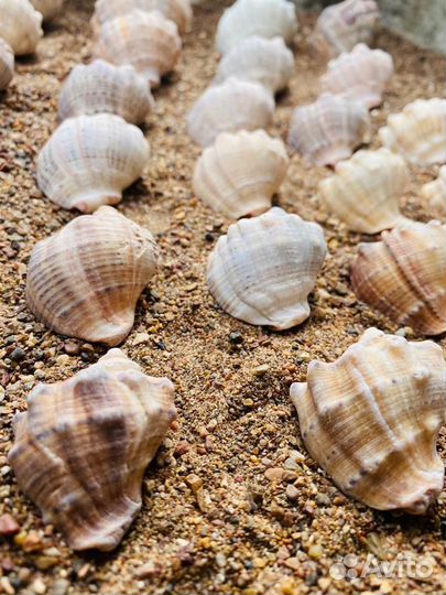 Морские ракушки
