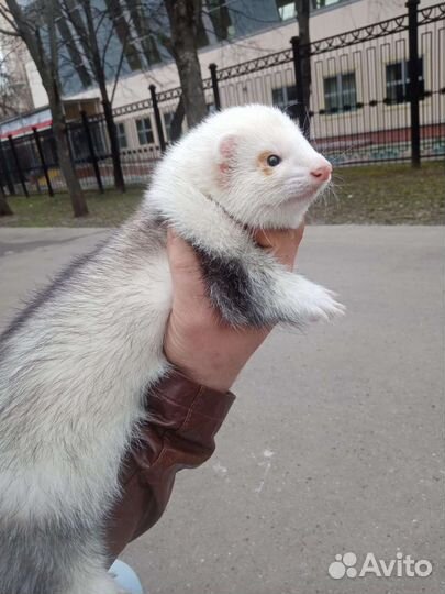 Вязка хорька