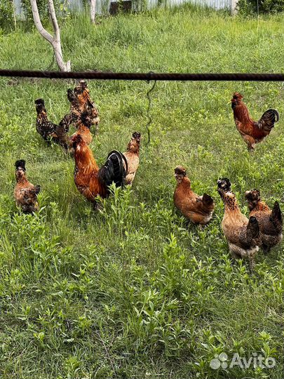 Инкубационное яйцо