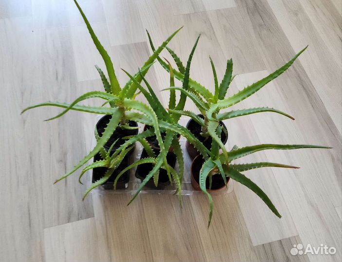 Алоэ Столетник лечебное