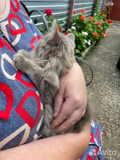 Кошки в добрые руки