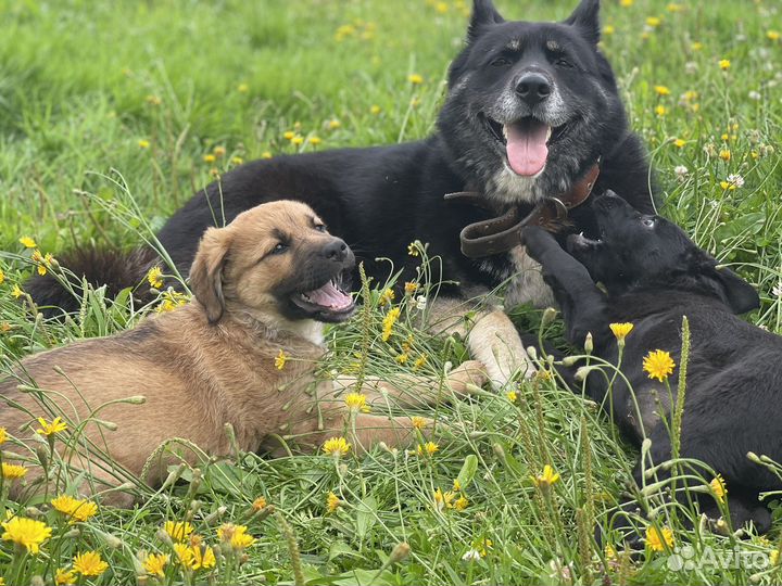 Щенок в добрые руки