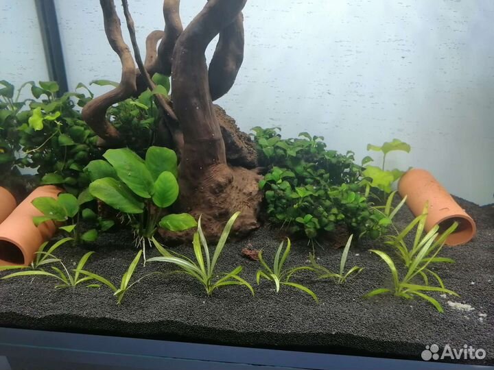 Аквариумные растения