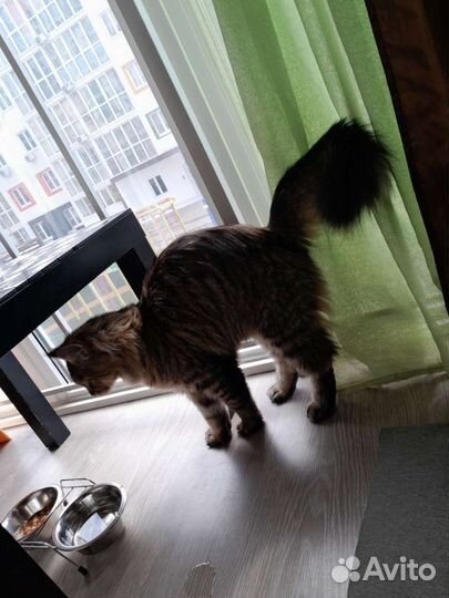 Кошки мейн-кун