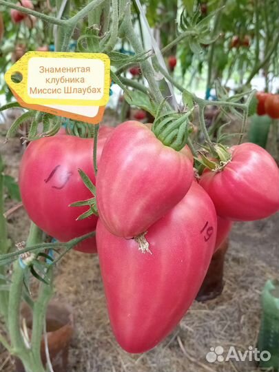 Семена коллекционных томатов