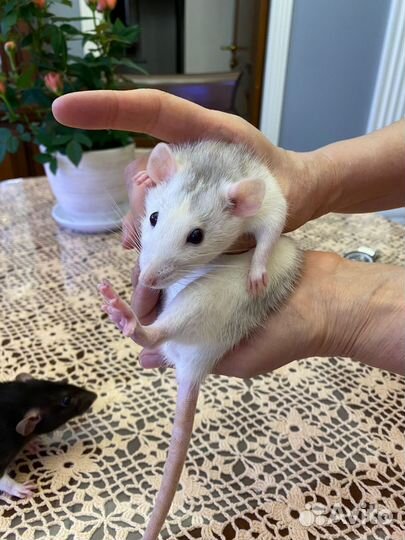 Декоративная крыса с клеткой