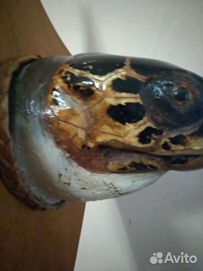 Чучело большой черепахи