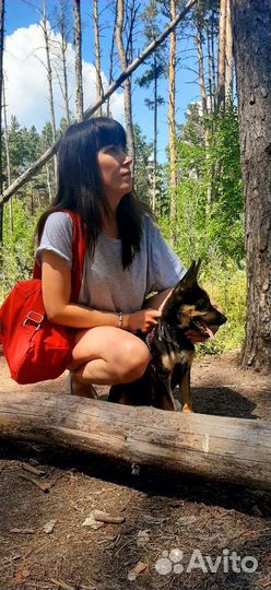 Передержка мелких и средних пород собак