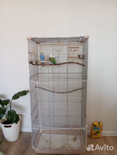 Пара попугаев с клеткой