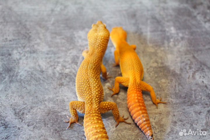 Малыши эублефары