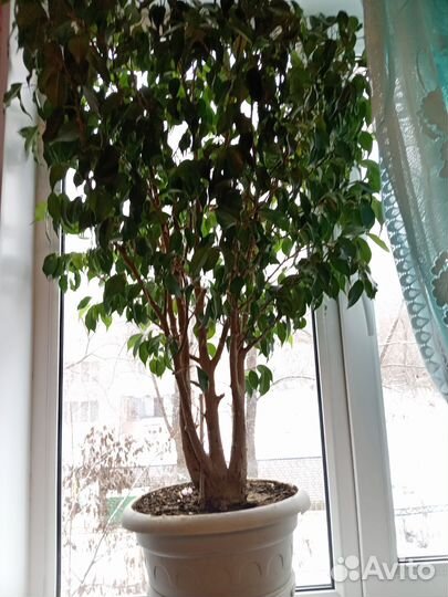 Фикус бенджамина