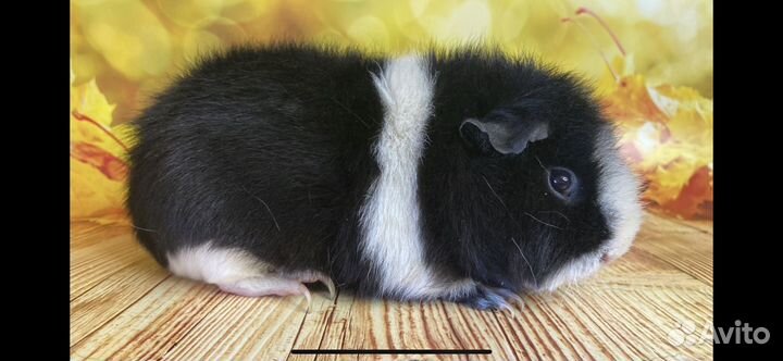 Морская свинка