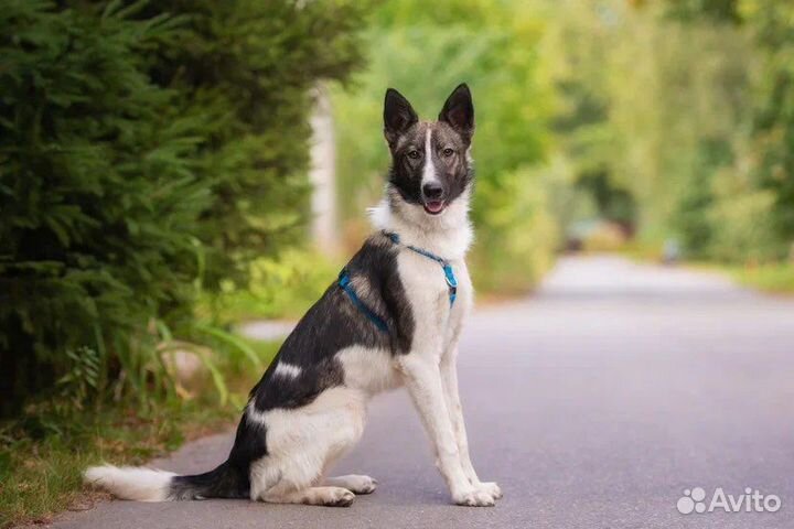 Алтай ищет хозяев