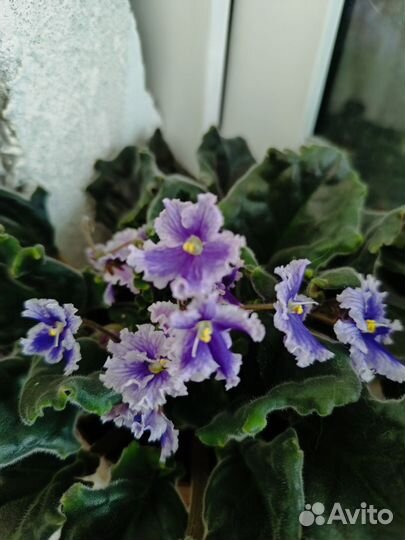 Фиалки детки