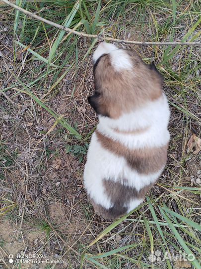 Щенок девочка от крупных родителей