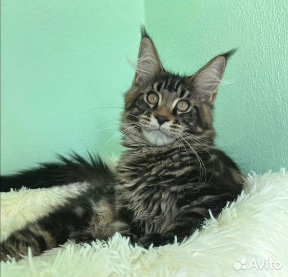Мейн-кун котики 4 месяца