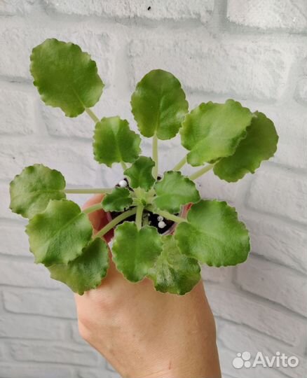 Фиалка детки