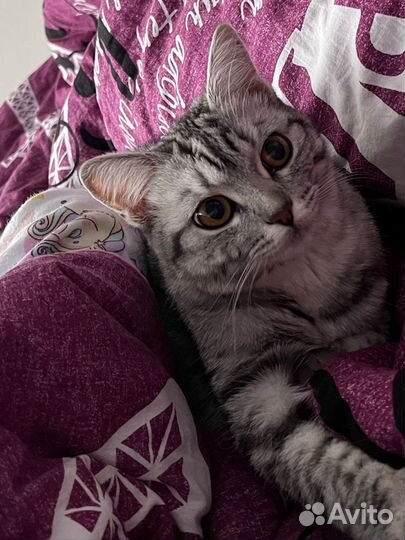 Ласковая кошечка