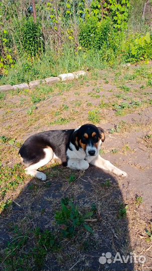 Собака в поисках дома