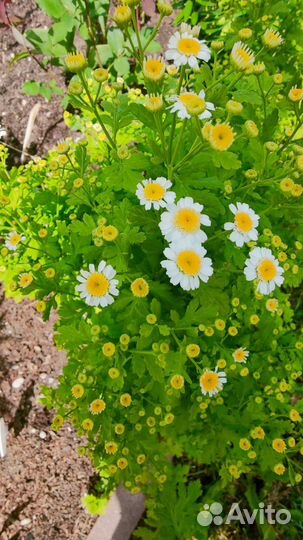 Многолетние цветы для сада