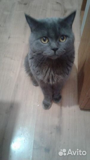 Кот Шотландец-британец