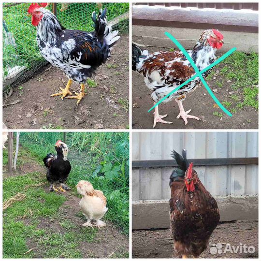 Петухи и одна курочка