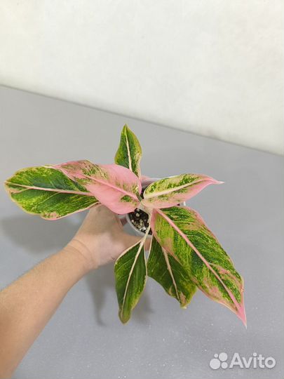 Аглаонема липстик пинк