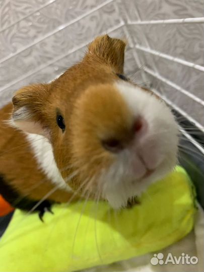 Морские свинки