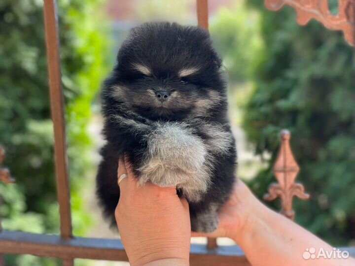 Микро помики мальчики медвежата