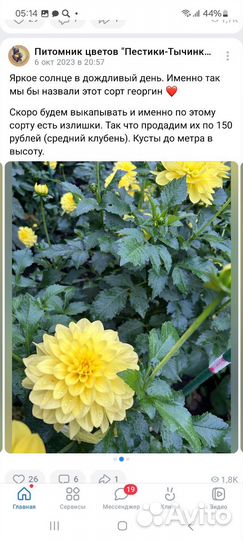 Цветы многолетние садовые