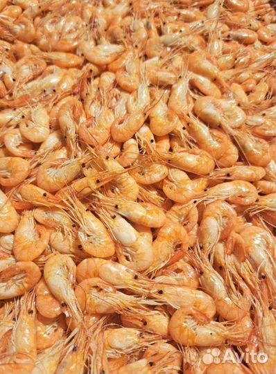 Азовская креветка