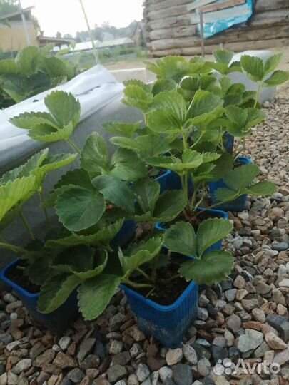 Рассада клубники