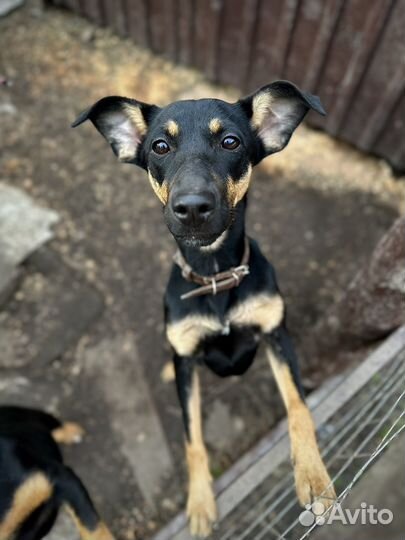 Девочка в добрые руки