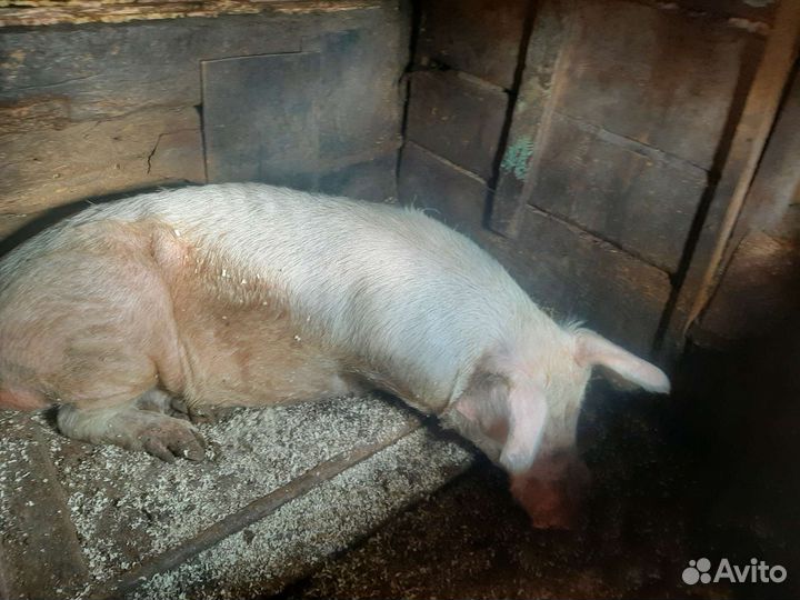 Хряк ландрас