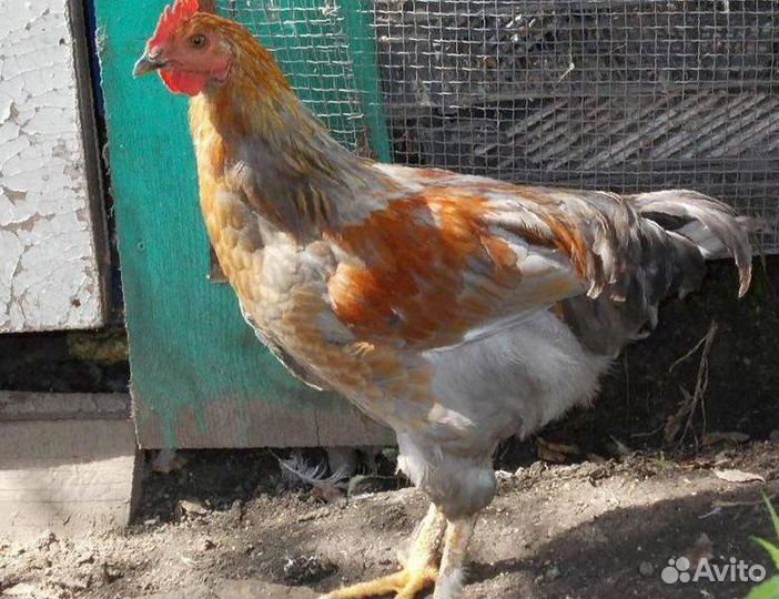 Молодые петухи