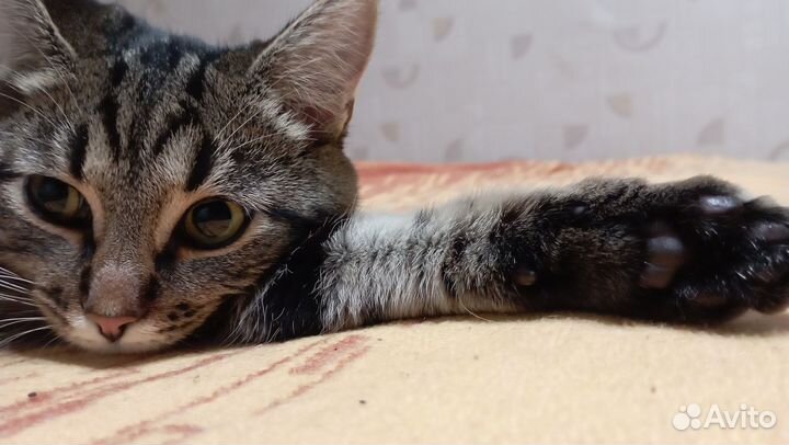 Кошка 1 год 6 мес